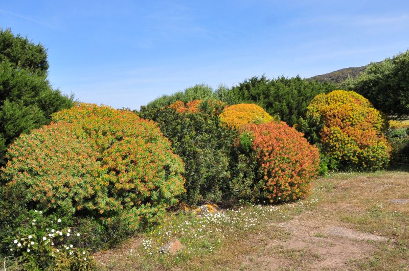 Euphorbia dendroides / Euforbia arborescente